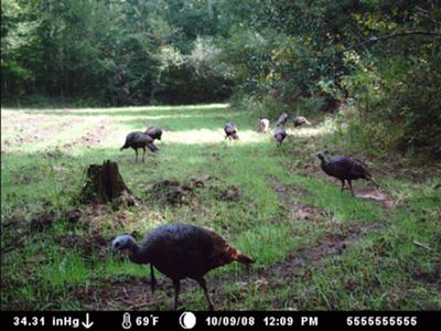 A ew turkeys stopping by