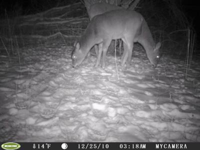 First Pic with a Trail Camera in NY