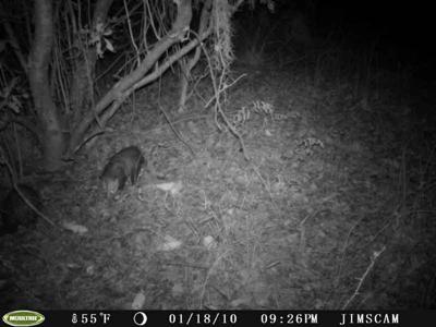 First Possum in Florida