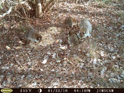 Raccoon family in Florida