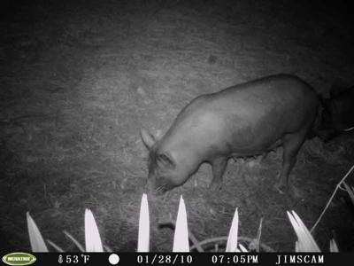 Wild Pig in Florida