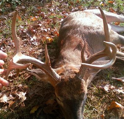 Ten Point Buck