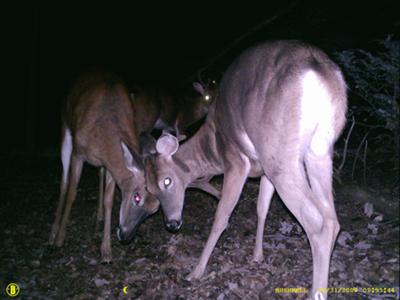 Deer Playing