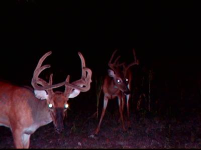 Two nice Virginia bucks