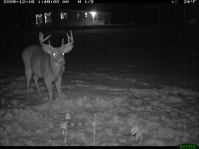 Christmas Buck