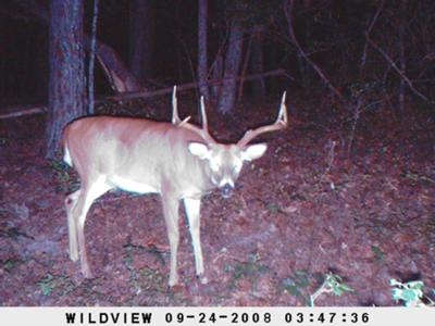 Wide Seven Point