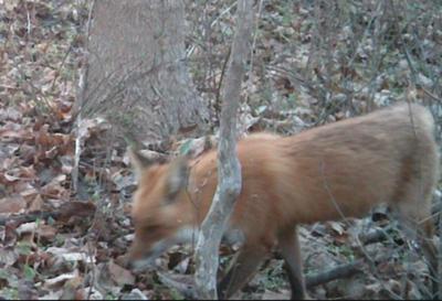 First Red Fox