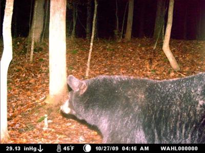 WV Bear