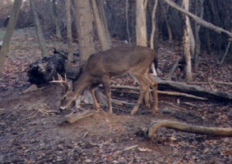 8 Point Buck