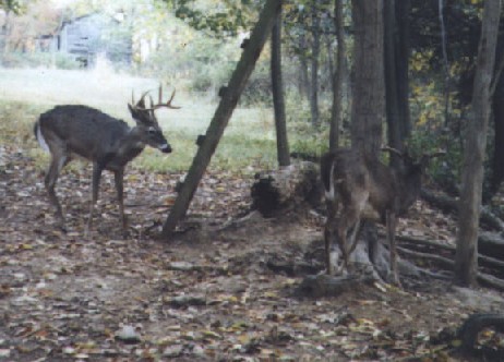 11 point buck and 8 point buck