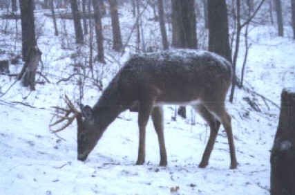 8 point in the snow