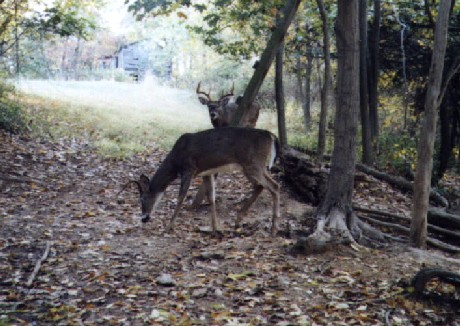 Wide eight point buck