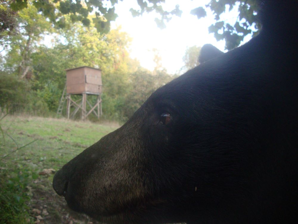 2022 Black Bear Closeup