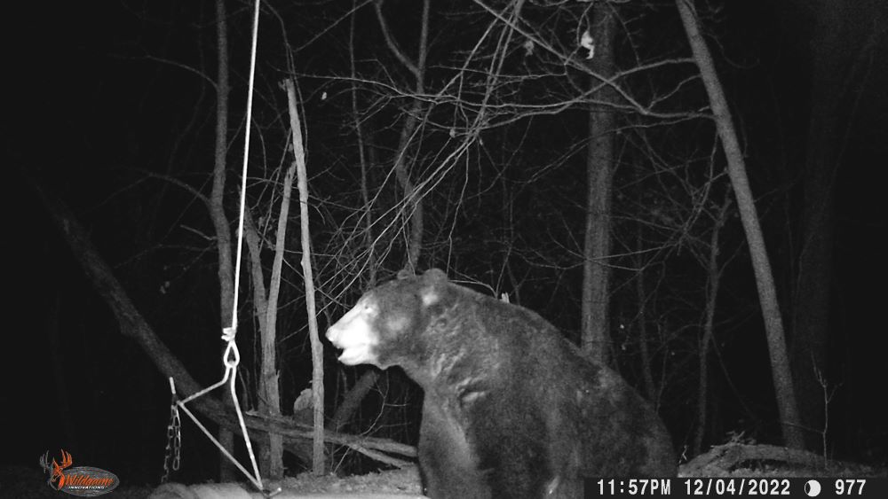 2022 Black Bear Oldhouse Feeder