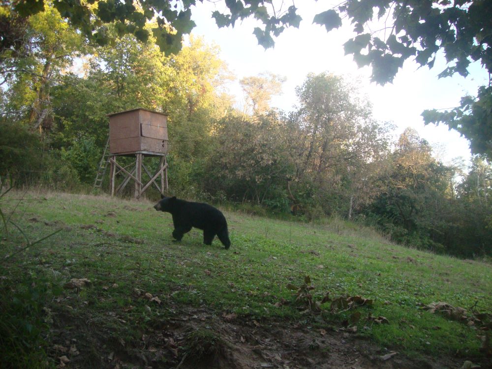 2022 Black Bear Oldhouse Plot