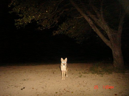 Apple tree coyote