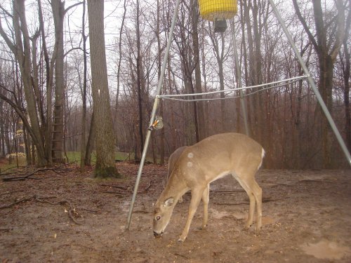 Whitetail buck picture