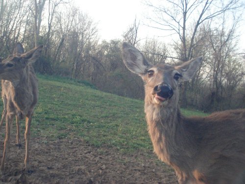 Funny face deer