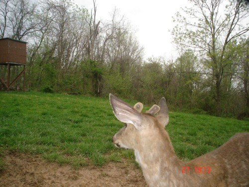 Close-up picture of a buck