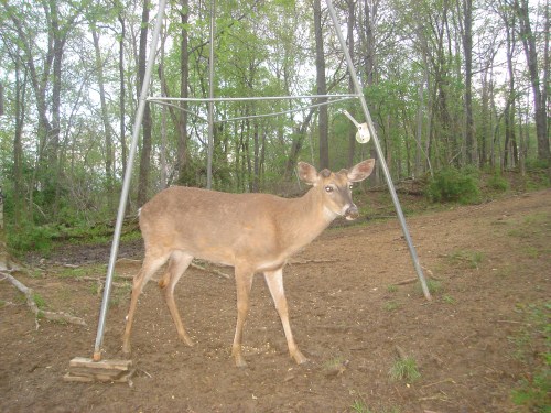 Buck at a feeder