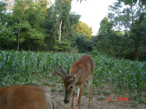 8 Point whitetail buck