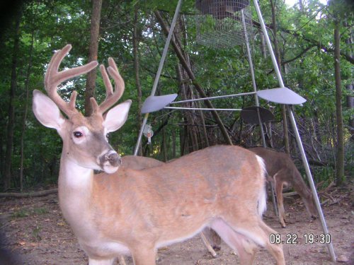 eight point whitetail