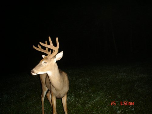Buck with a bent antler tine