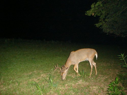 Ten point whitetail buck