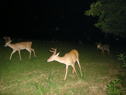 Three whtitetail bucks