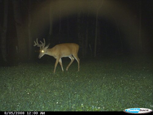 Close rack eight point buck