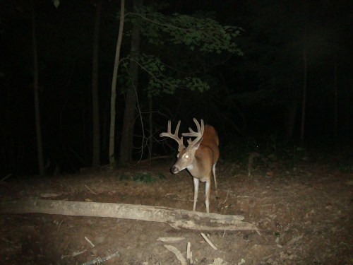 Nine point whitetail buck