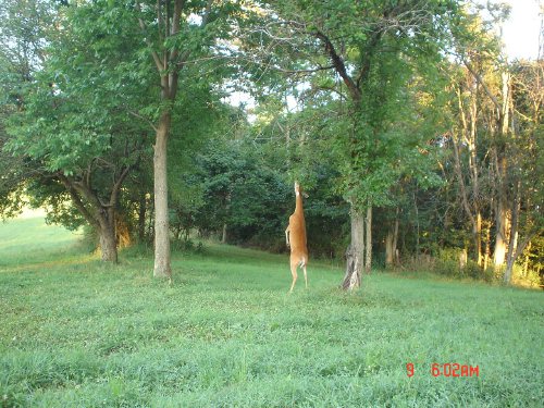 Whitetail deer picking apples