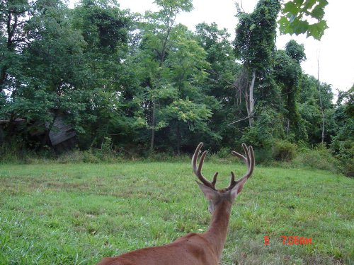 Eight point buck