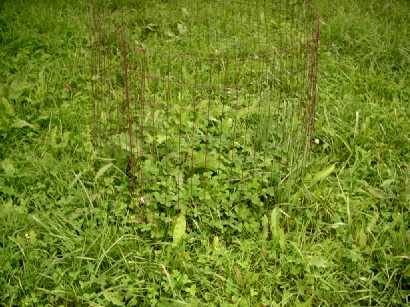 Barn food plot