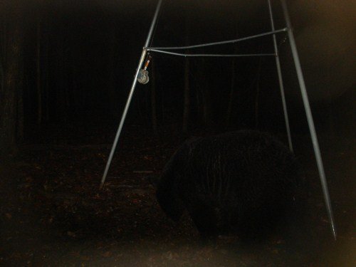 Black bear picture