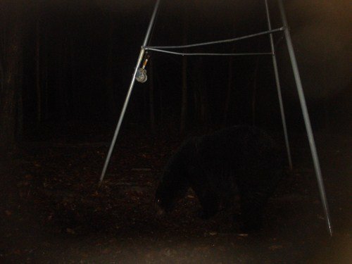 Black bear picture