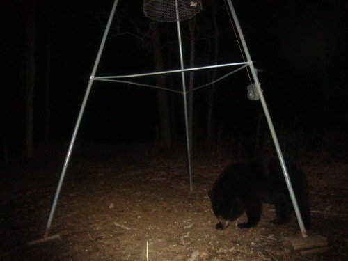 black bear