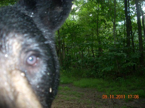 black bear photo