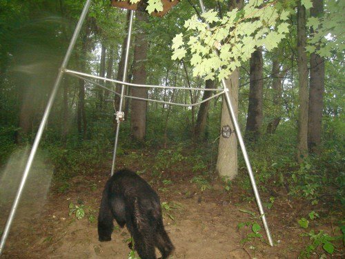 black bear photograph