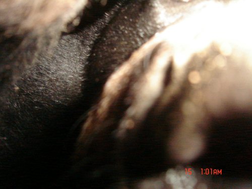 Black bear close up