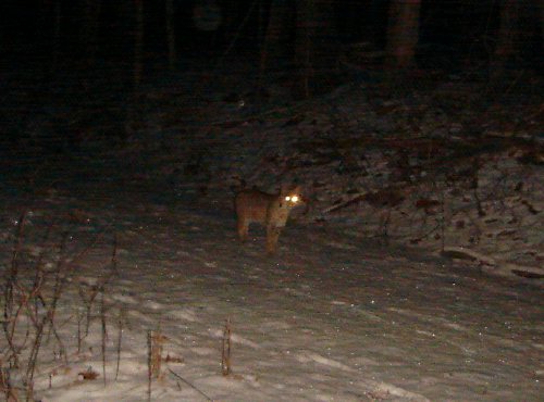 Bobcat picture January 2010