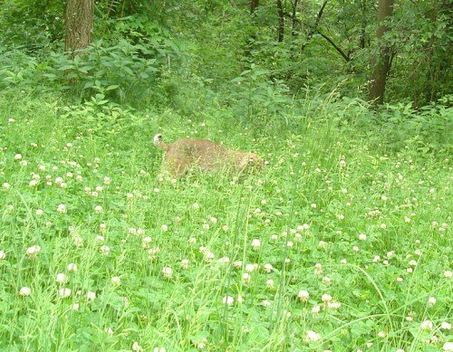 bobcat picture