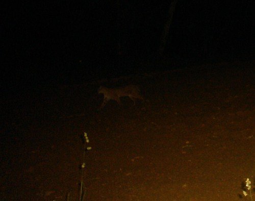 Bobcat at night