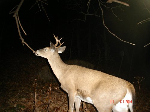 Buck at a licking branch