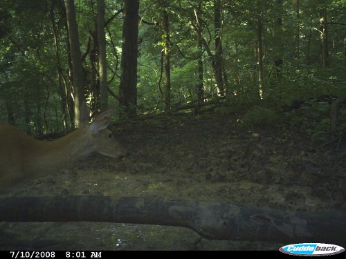 Cuddeback Capture picture at dawn