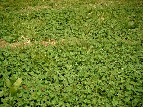 Old corn patch food plot