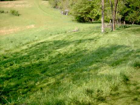 Corn Patch Food Plot Photo