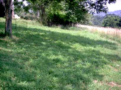 Corn Patch plot