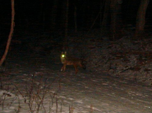 Coyote picture from January 2010