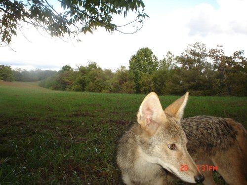 Coyote CloseUp